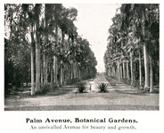 Palm Avenue, Botanical Gardens