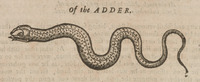 Of the Adder