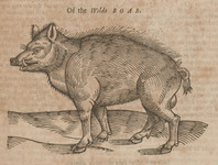 Of the Wilde Boar