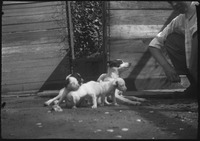 Puppies and large dog