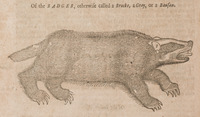 Badger, otherwise called a Brocke, a Gray, or a Bauson