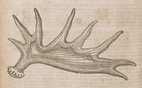 Elk Horn