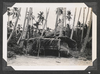 Palm trees in Puerto Princesa