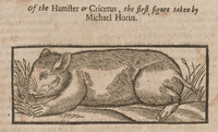 Of the Hamster or Cricetus, the first figure taken by Michael Horus