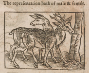 Roe-Bucke, The representation both of male & female