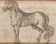 Horse