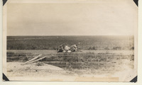 Dead cattle near Interurban railroad between Texas City and Virginia Point