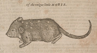 Of the vulgar little Mouse