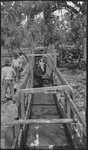 Wooden chute for cattle