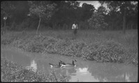 Man looking on as two ducks swim by