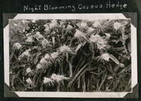 Night Blooming Cereus Hedge