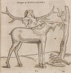 The figure of Hippelaphus