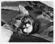 Shasta V, as a cub, with a paw raised