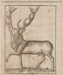 Of the first kinde of Tragelaphus which may be called a Deer-Goat