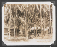 Children in the coconut grove