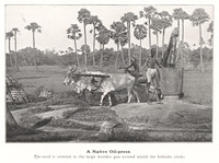 A Native Oil-press