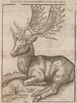 Of the Fallow Deer, commonly called a Buck and a Doe