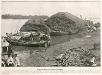 From the Harvest Fields of Bengal