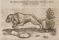 The Hunting Hound of Scotland called Rache, and in English a Hound