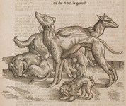 Of the Dog in general